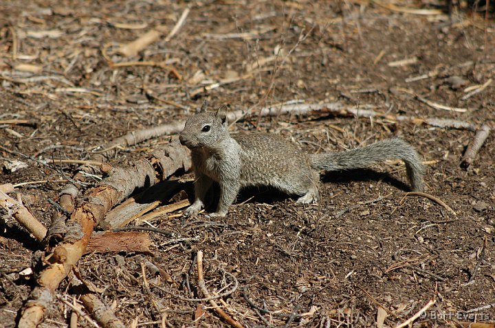 DSC_1449.JPG - California Ground Squirrel